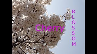It's Really Beautiful in Spring || POSTECH in Spring || Cherry Blossom