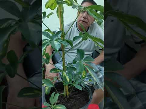 النباتات المنزلية72 نبات الاراليا نرجو المشاركة من الجميع ليصلكم كل ما هو مفيد