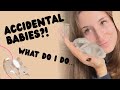 Baby RABBITS! In time for Easter… except they shouldn’t exist.