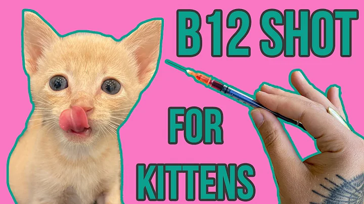 B12 Shot for Ferguson the Kitten