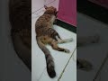 kitty jumping over Cat !!! Cat watching it surprisingly !!! 😹
