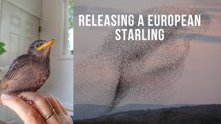 🐦 Releasing a European Starling