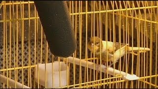 Пташиний спів як ключ для розробки новітніх технологій - science Пташиний спів як ключ для розробки новітніх технологій - science