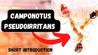Camponotus Pseudoirritans Ant Colony - Short Introduction