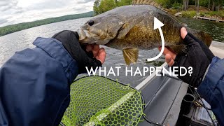 Spring Smallmouth Fishing with Bonus Rock Bass!