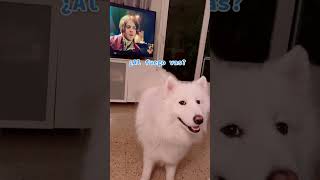 Samoyedo canta the witcher 🤣 #shorts