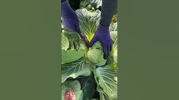 cảnh thu hoạch cải số lượng lớn đủ các loại cải bên Trung Quốc