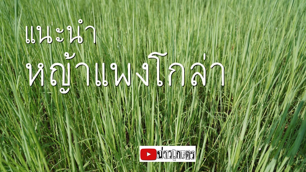 แนะนำ หญ้าแพงโกล่า สุดยอดอาหารโค-กระบือ