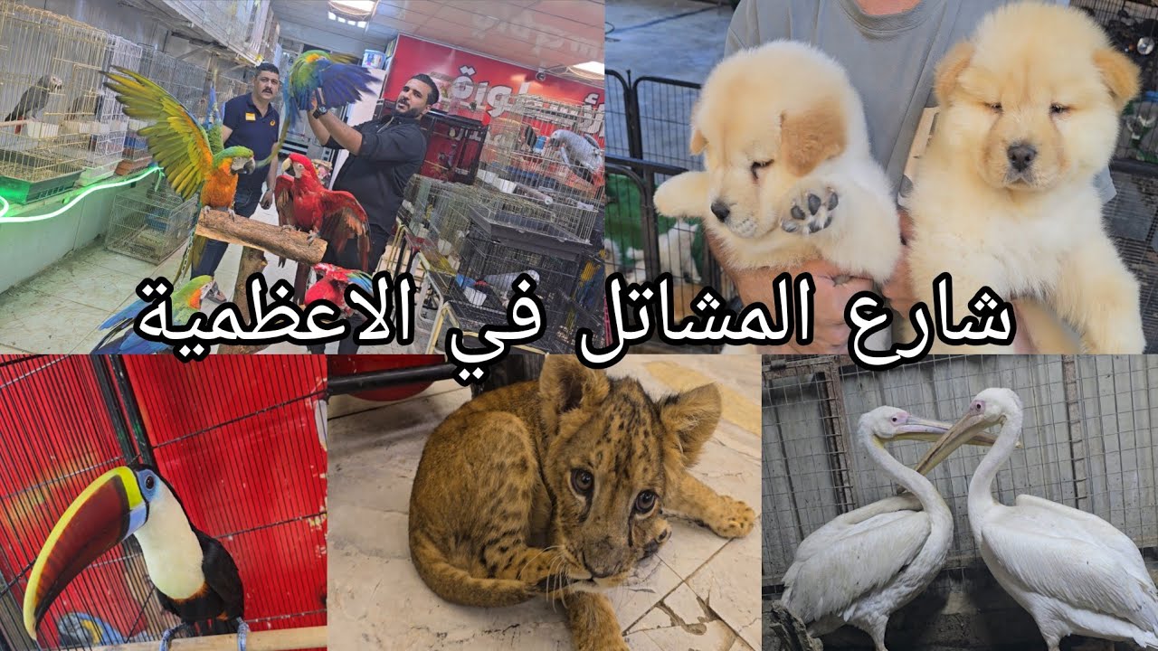 شارع المشاتل في بغداد منطقة الاعظمية اليوم الإثنين 2025/10/20