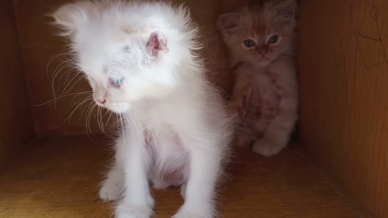 Ganda ng mga cute ting. Nagulat Sila🤣