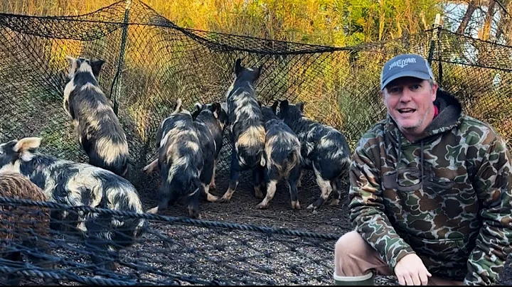I Trapped Wild Hogs in a Giant Net. Boar Blanket Hog Trap. 