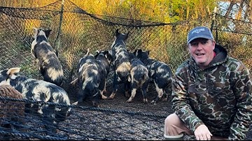 I Trapped Wild Hogs in a Giant Net. Boar Blanket Hog Trap. 
