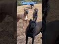 all dog🐕is not have alone🥺he is live in a gang💪💪