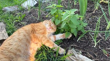 catnip too strong
