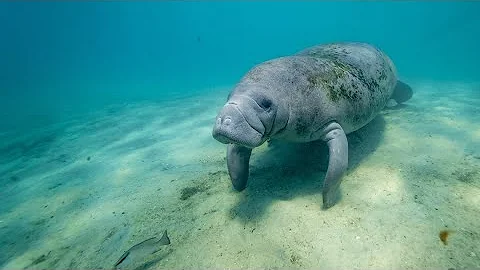 Wildlife experts discuss why Florida manatees are dying at record-breaking rates