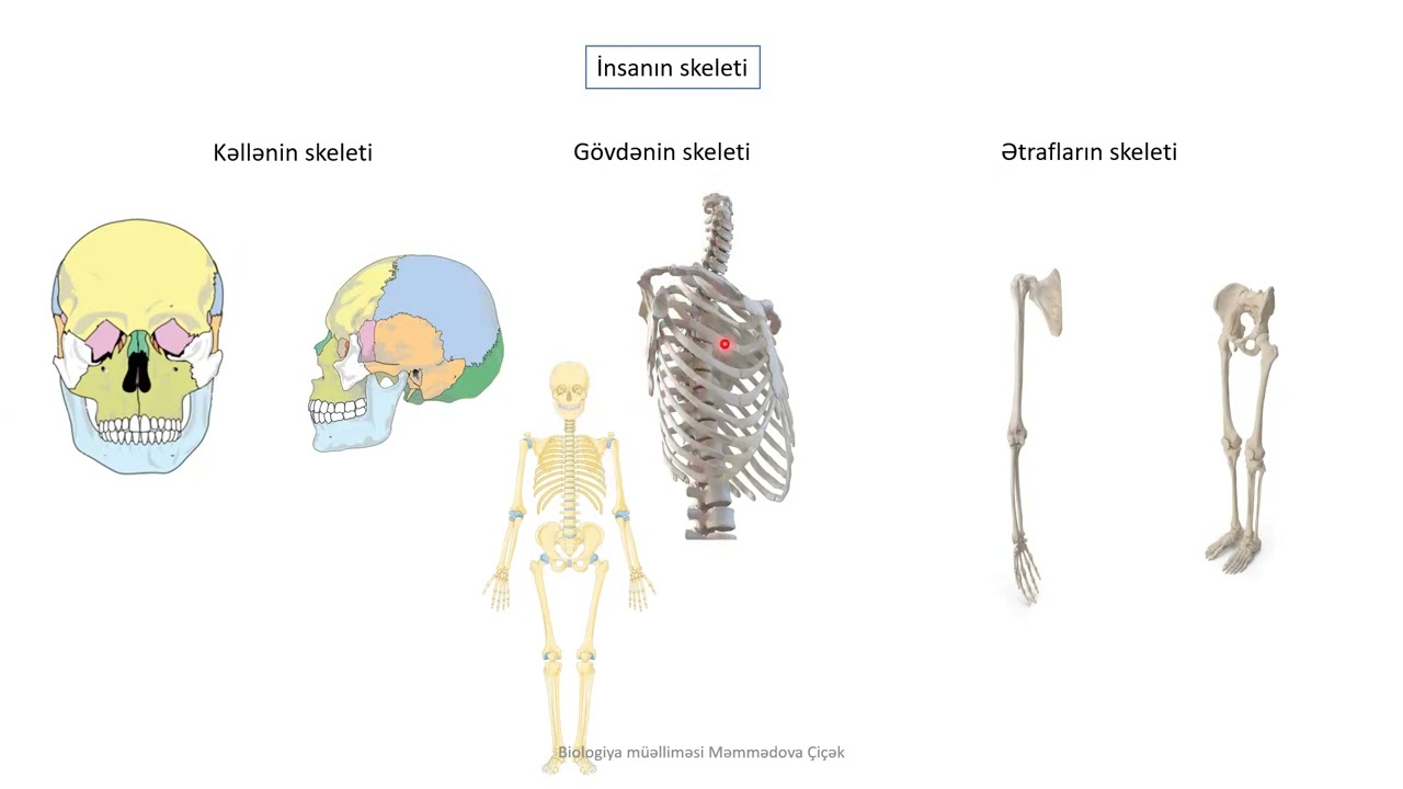 İnsanın skeleti-sümük və əzələ sistemi 8ci sinif #biologiya #sumuksistemi #ders #bakı #abituriyen