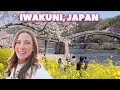 Cherry blossom season in the japanese countryside  life in iwakuni japan