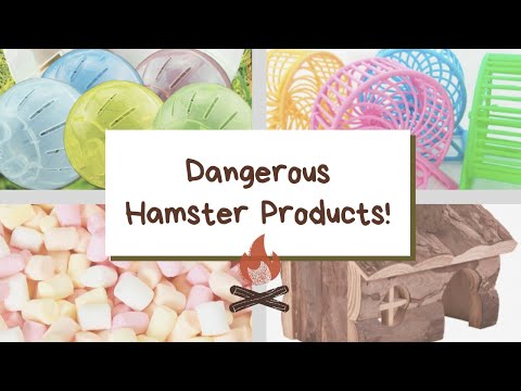 Video: Adakah Bola Hamster Berbahaya?