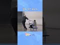 썰매 끄는 휴스키