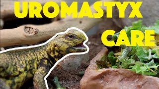 Uromastyx Care (Niger or Saharan)