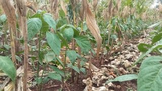 KAREPE WONG TANI KI NGENE LO LOORR, RUNGOKNO TOHHH