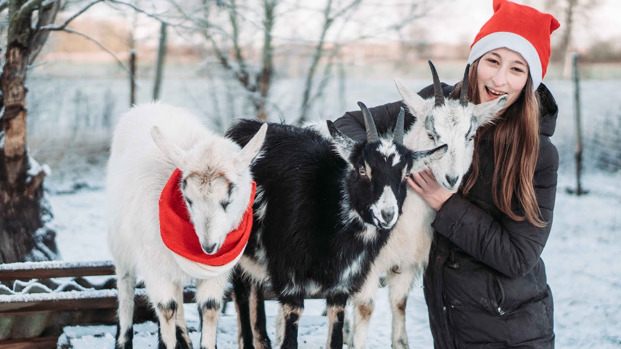 Goats First Time In Snow Homestead YouTube