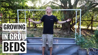 Building and Growing in Raised Grow Beds - Marijuana SA