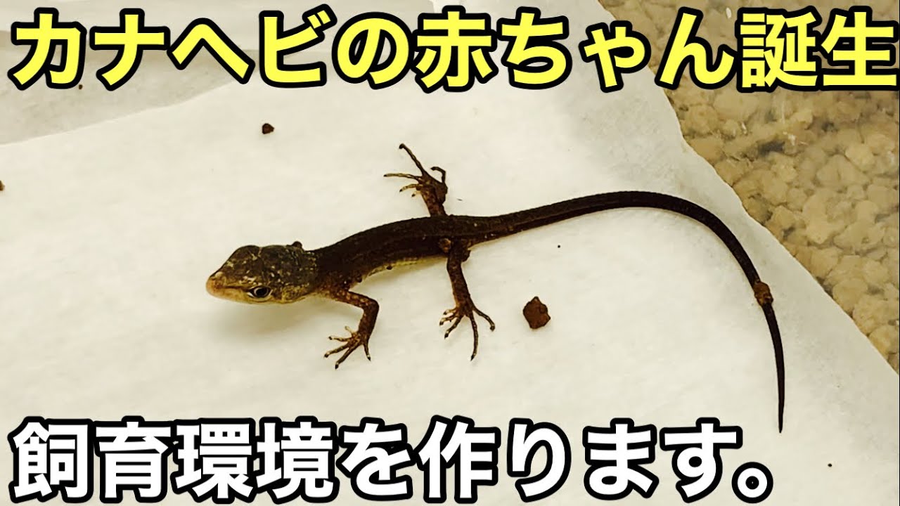 カナヘビの卵が孵化しました。赤ちゃんカナヘビの飼育環境を作ります【爬虫類】
