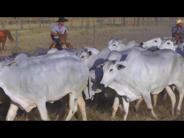 GERAL VACAS 01 mp4