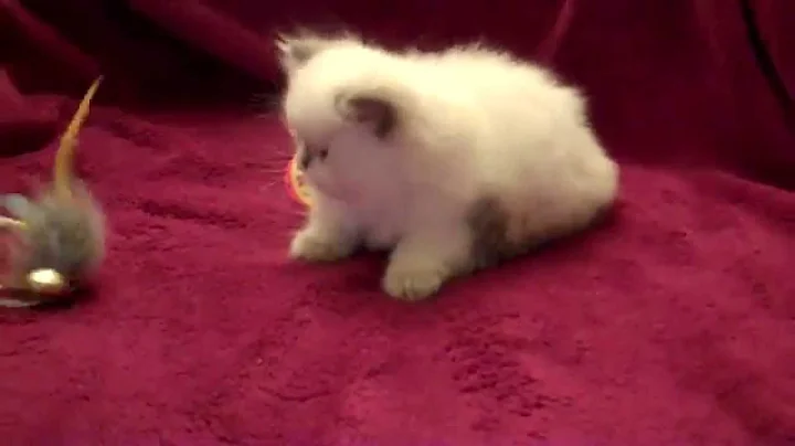 Video 1066081: playful himalayan persian kittens, himalayan female