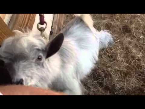 funny-goat