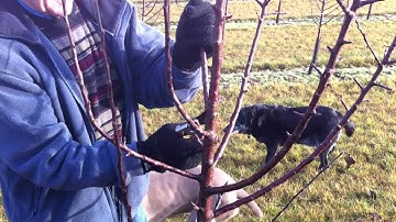 How to Prune Apple Trees Part 1