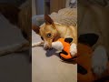 TUFFY Dog Toys | UGC Portfolio | NYNO.CZ #ugc #ugccesko #ugctvurce #contentcreator #ugccreator