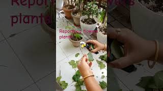 Reportting New Flowers Plants