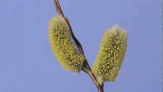 Salix caprea Goat Willow catkin time lapse