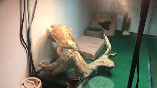 How I almost lost my bearded dragon forever.
