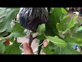 Fig Tree Air Layering Method