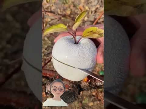 التفاح الابيض اشتراك