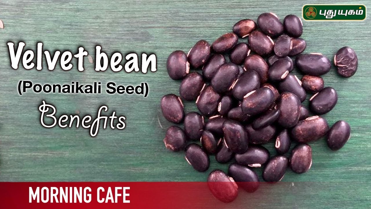 பூனைக்காலி விதை பயன்கள் | EP 71 | Arivom Arogyam | 21/05/2019 | PuthuyugamTV