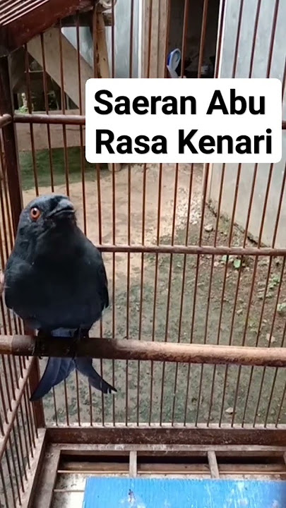 Saeran Abu isian kenari #saeran #sriguntingabu #sriguntingabuabugacor #kicaumania #kicauburung