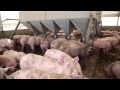 Housing pigs...current approaches