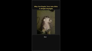🐱 Why Cat Pupils Slit in Bright Daylight 👁️ #Shorts