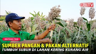 Kupas Tuntas Budidaya Sorghum. Cara Tanam, Perawatan Hingga Cara Panen.