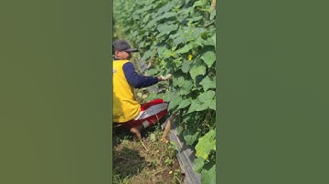 Smart Ideas for Harvesting Cucumbers the Easy Way Smart Farmers, Precise Results #shorts
