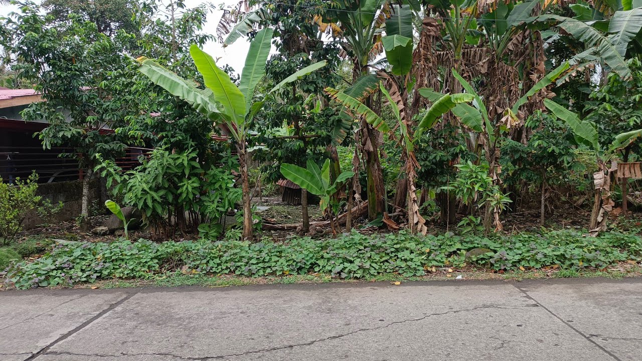 (P# 952) 2,000 sqms Residential Farm Lot na tabing kalsada sa Majayjay, Laguna @ 4.5 Million nego