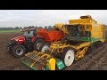 Aardappels rooien | Potato harvest | Loonbedrijf Rovers Boekel | Ploeger AR-4BX | Case optum