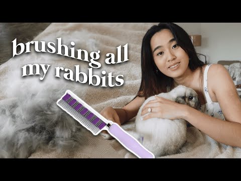 Video: Liker kaniner å bli kjemmet?