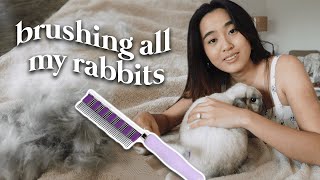 Why you NEED to brush your rabbit by Kat_esque 11,705 views 2 years ago 6 minutes, 21 seconds