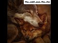 post~ (faedra_kitsune) #duo #fox #wolf #foxandwolf #wolfandfox