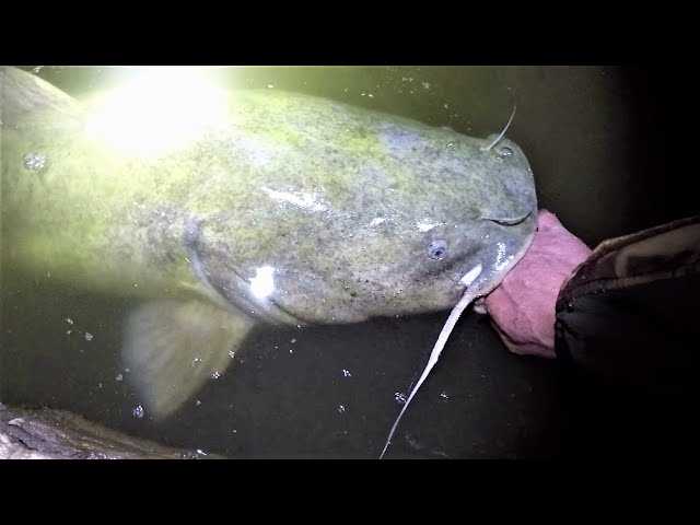 I had to work SO HARD for this GIANT FISH!!! (Kayak camping for monster  flatheads) 